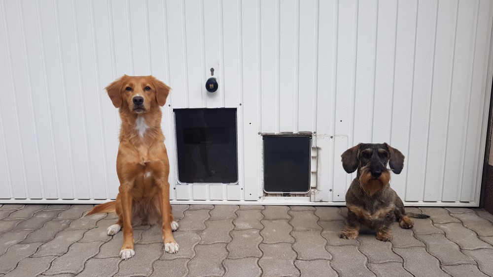 2 külön kutyaajtó 2 kutyának