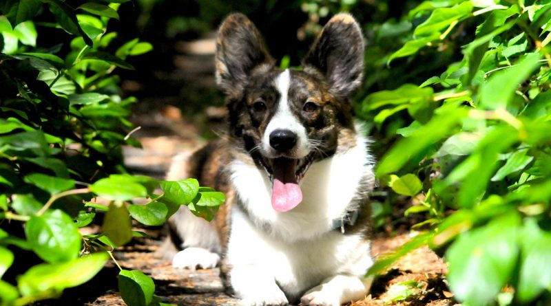 Cardigan Welsh Corgi
