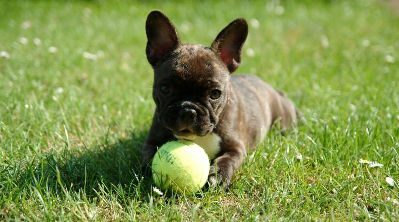 francia bulldog