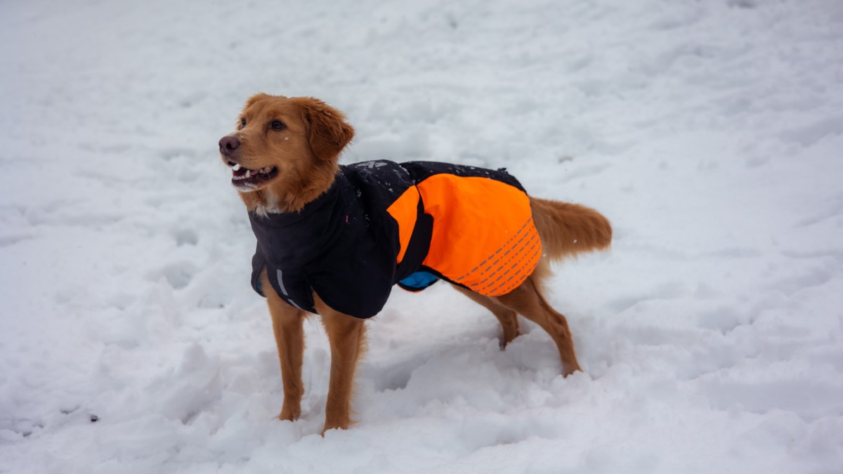 Csicsi Glacier jacket kutyakabátban