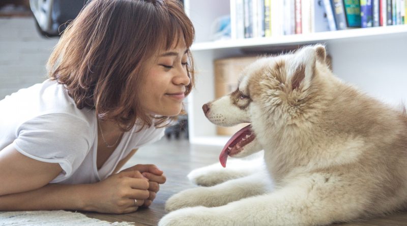 mit taníthatunk a huskynak