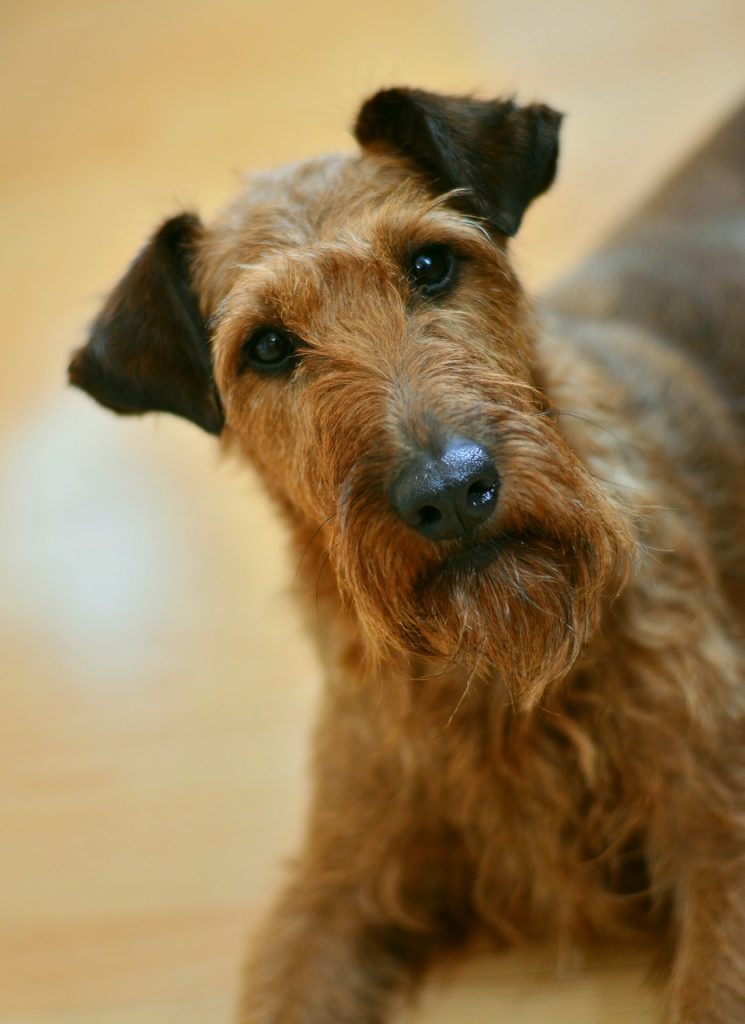 Ír terrier - KutyaKaland
