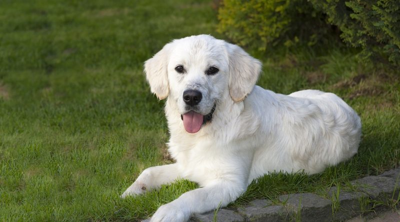 kölyök golden retriever