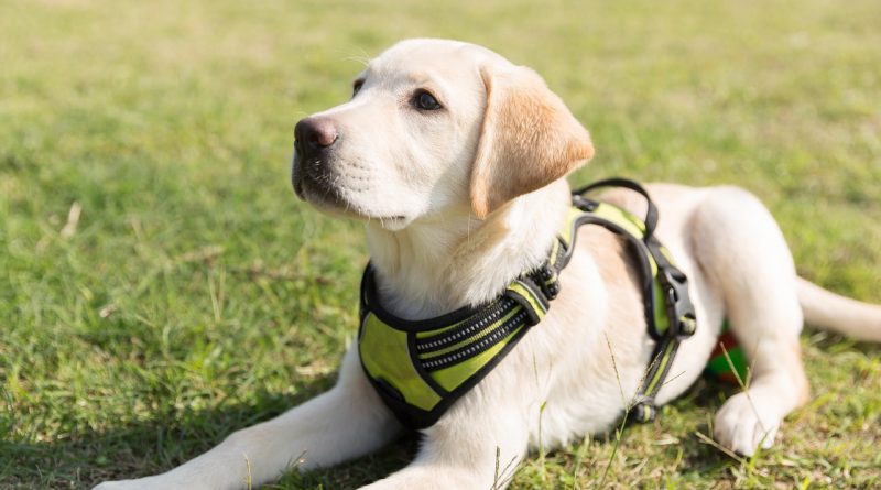 kölyök labrador nevelése
