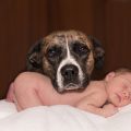 kutya és csecsemő