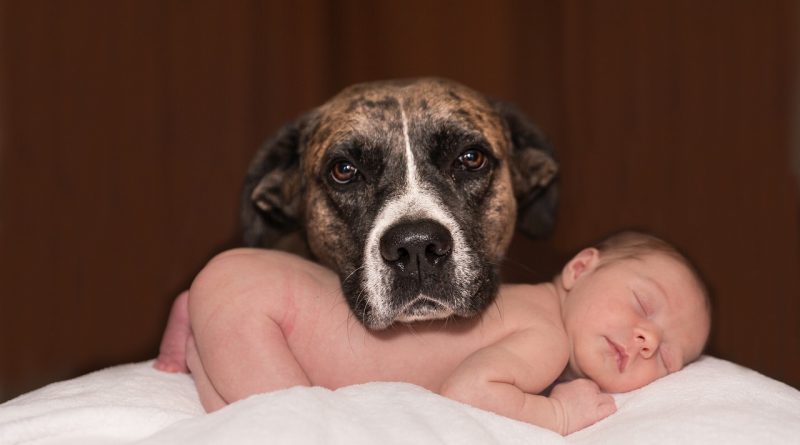kutya és csecsemő