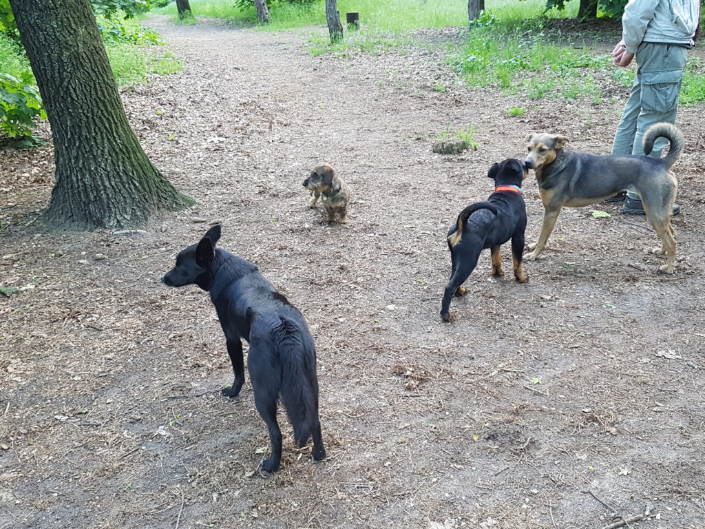 Rottweiler nevelése ismerkedés